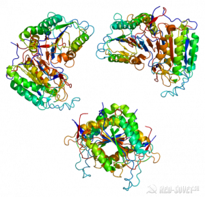 protein_casp8_pdb_1f9e-500x481-300x288-7366501