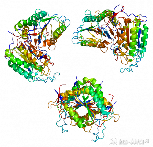 protein_casp8_pdb_1f9e-500x481-5946577
